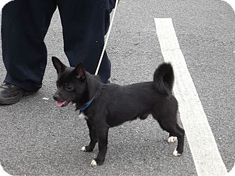 norwegian elkhound chihuahua mix