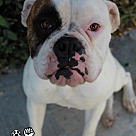 boxer dog adoption boxer dog adoption