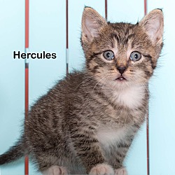 Thumbnail photo of Hercules #2