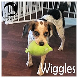 Thumbnail photo of Wiggles #1