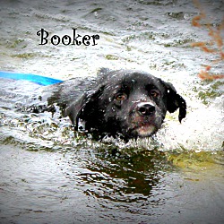 Thumbnail photo of Booker~new pics~ #1