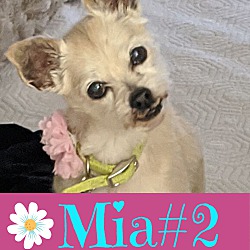 Thumbnail photo of Mia#2 #1