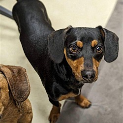 Photo of Diego  -  Bonded With Bailey  - Pasadena