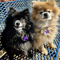 Photo of Coco & Annabelle