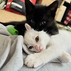 Thumbnail photo of Milk & Oreo #2