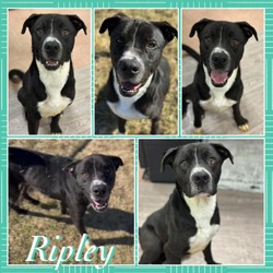 Thumbnail photo of Ripley CFS 230074197 #1