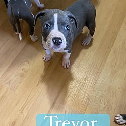 Photo of Trevor   (Blue Litter 2024)