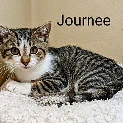 Thumbnail photo of Journee #1