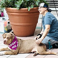 adopt a pet