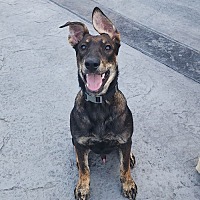 adopt a pet