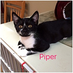 Thumbnail photo of PIPER #1