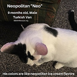 Thumbnail photo of Neopolitan "Neo" #3