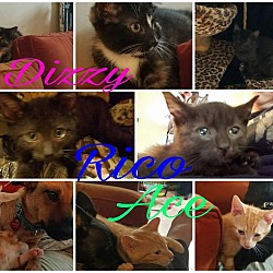Thumbnail photo of Rico great with dogs & cats #1