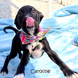 Thumbnail photo of Caroline~adopted! #1