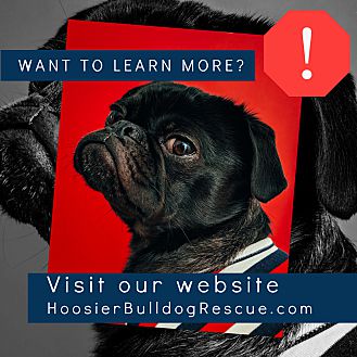 Hoosier store bulldog rescue