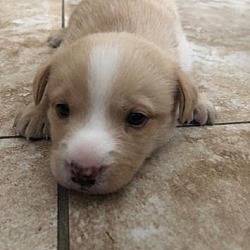 Photo of Puppy Cheesecake - So Cal