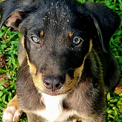 Thumbnail photo of Rotti cross puppies #3