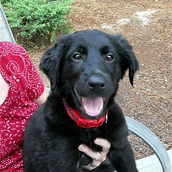 Photo of Molly**ADOPTED**