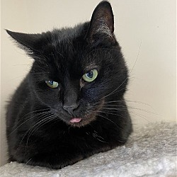 Thumbnail photo of Buster (Shy Black Kitty) - Adoption Sponsored #2