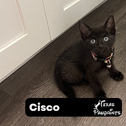 Photo of Cisco