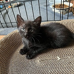 Thumbnail photo of Bronx (little black panther) #2