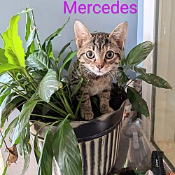 Thumbnail photo of Mercedes #3