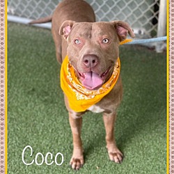 Thumbnail photo of COCO #2