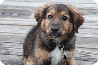 leonberger border collie mix