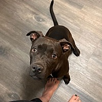 adopt a pet