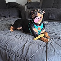 adopt a pet