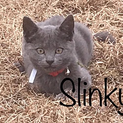 Photo of Slinky