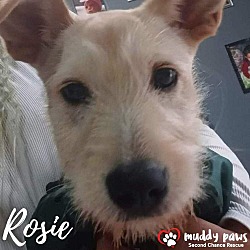 Photo of Rosie