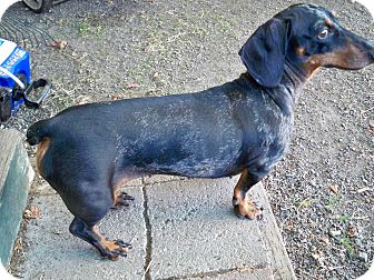 Portland, OR - Dachshund. Meet MISSY a Pet for Adoption.