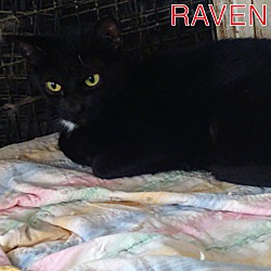 Photo of Raven