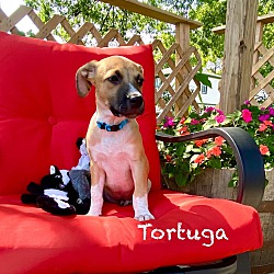 Thumbnail photo of Tortuga #3