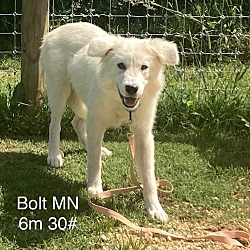 Thumbnail photo of Bolt puppy #2