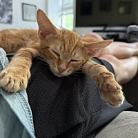 adopt a pet