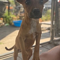 adopt a pet