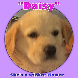 Thumbnail photo of Stump Pup-Daisy #1