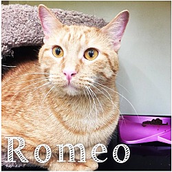 Thumbnail photo of Romeo #2