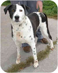 chow chow dalmatian mix