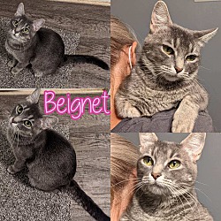 Photo of Beignet