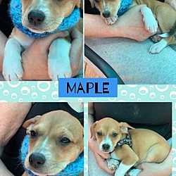Thumbnail photo of Maple ~ meet me! #4