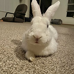 Thumbnail photo of Henry (neutered with supplies #3