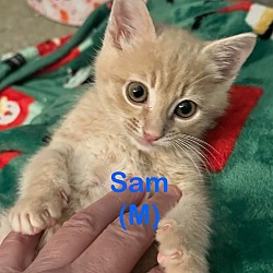 Photo of SAM Kitten