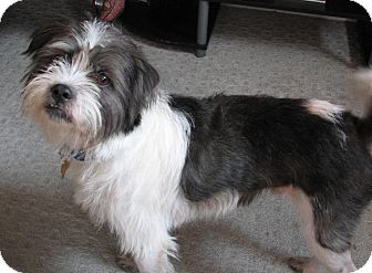 Indianapolis, IN - Shih Tzu. Meet Ozzie a Pet for Adoption.