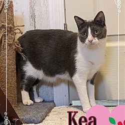 Photo of Kea - $55 Adoption Fee