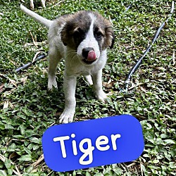 Thumbnail photo of Tiger #1
