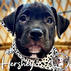 Photo of Hershey (Bob) Coco Puff