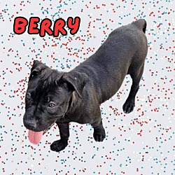 Photo of Berry